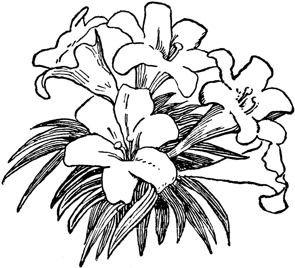 lily flower clip art free - photo #50