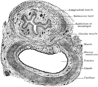 Transverse Section of Trachea and Esophagus | ClipArt ETC