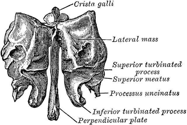 Ethmoid Bone from Behind | ClipArt ETC