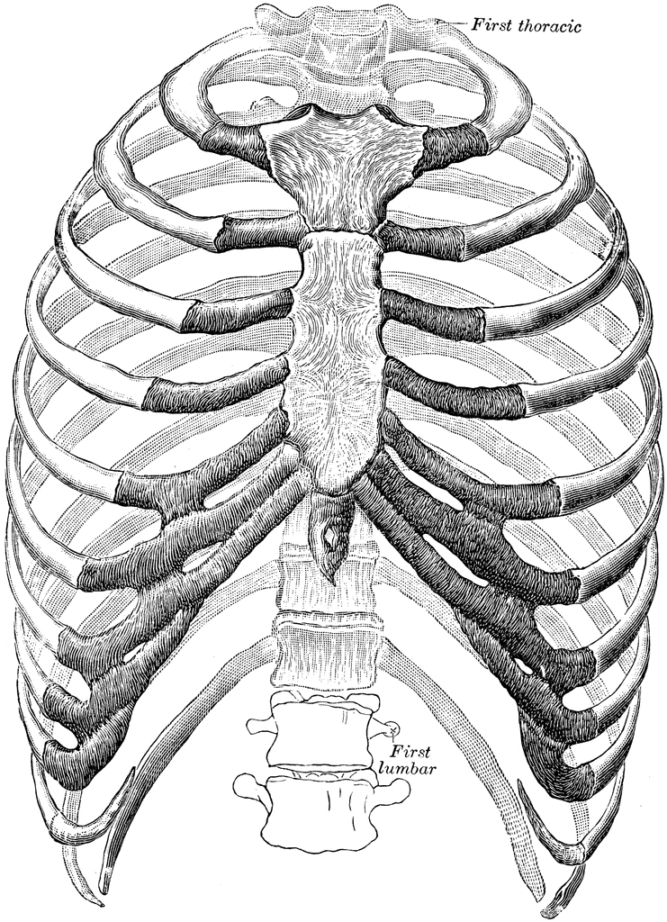 Ventral View of Thorax | ClipArt ETC