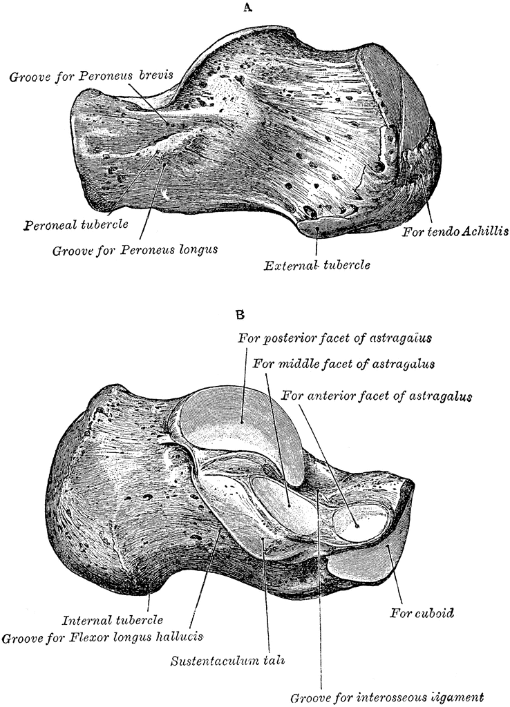 Calcaneus | ClipArt ETC