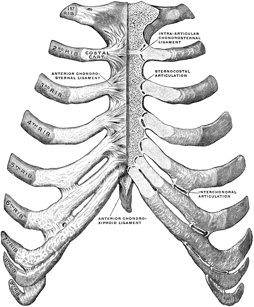 Anatomy Of Sternum