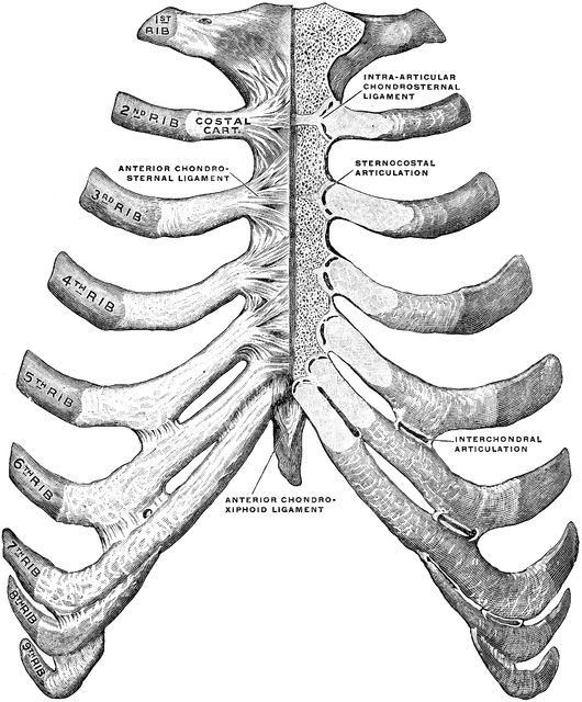 Anatomy Of Ribs And Sternum Surgical Anatomy Of The Chest Wall