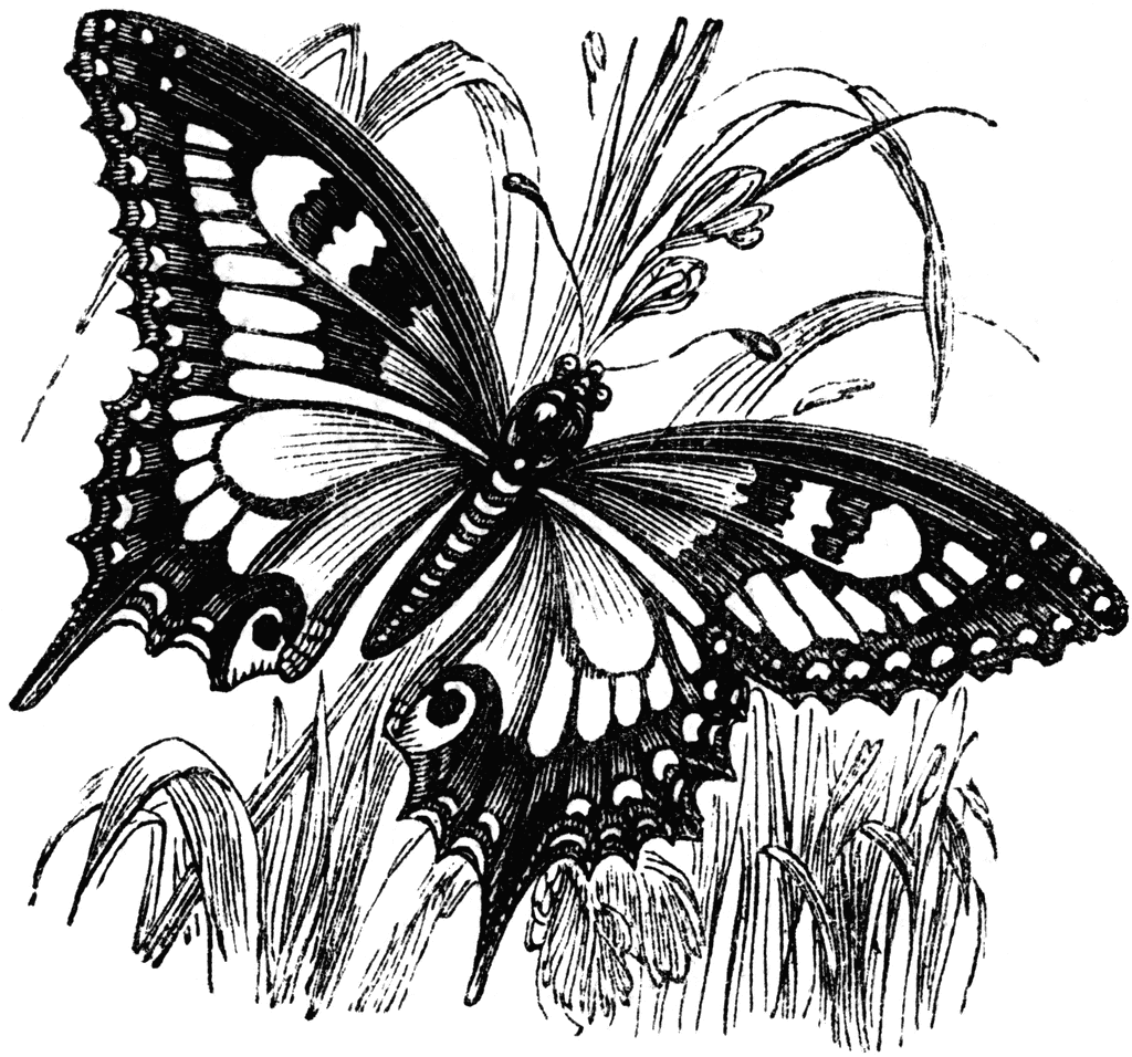 butterfly cliparts. Swallowtail Butterfly