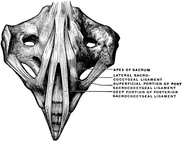 Ligaments between Sacrum and Coccyx | ClipArt ETC