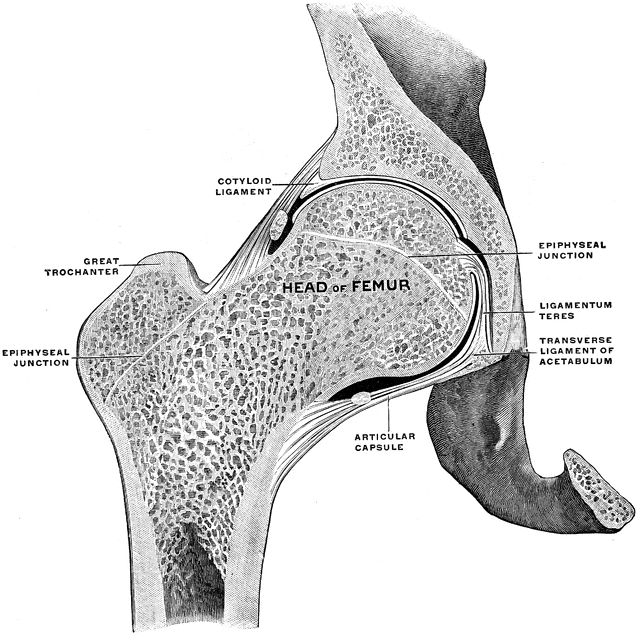 Frontal Section of Hip Joint | ClipArt ETC