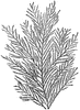 Gorgonia Verticellata