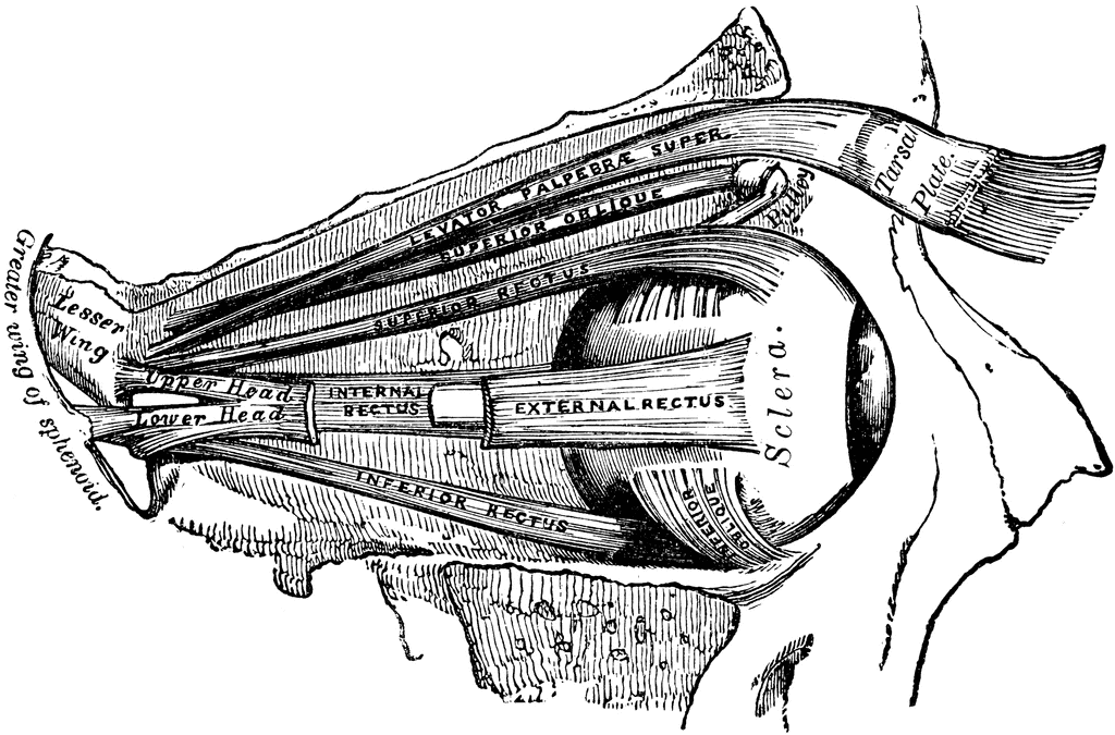 Muscles of the Eye | ClipArt ETC