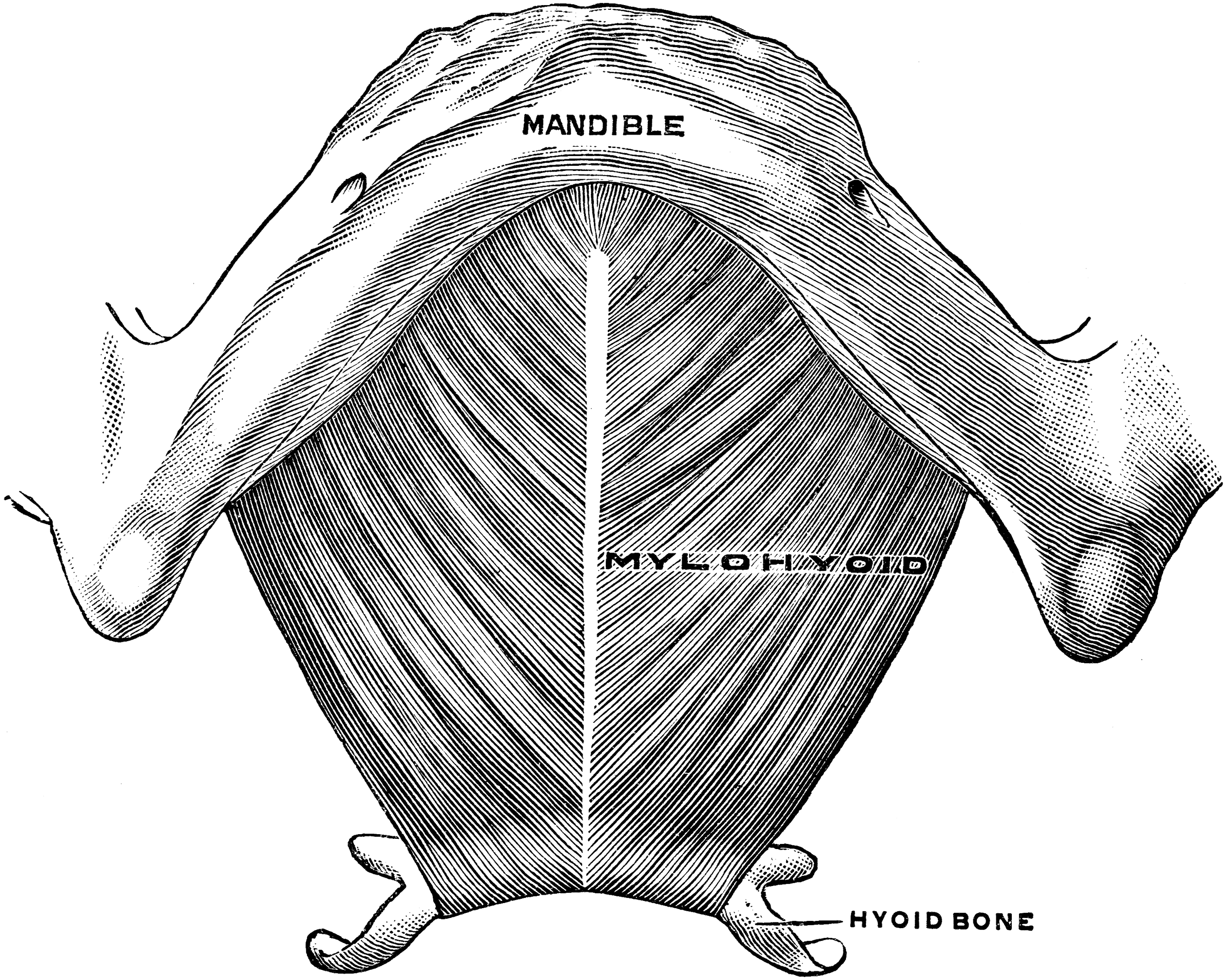 Mylohyoid Muscle | ClipArt ETC