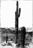 Saguaro