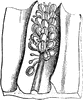 Antrophyum Fern