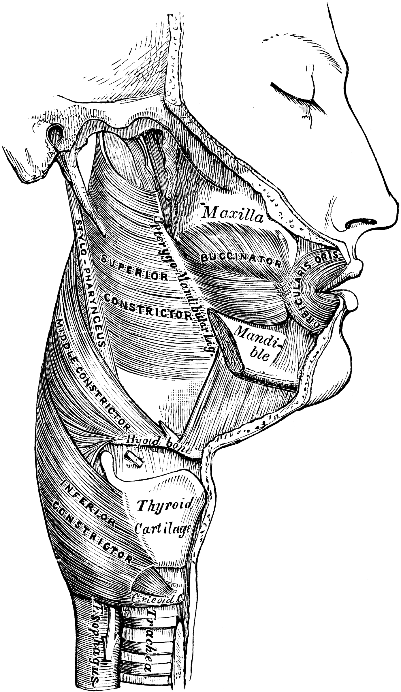 Muscles of the Pharynx | ClipArt ETC