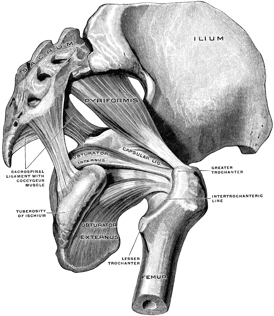 Muscles Of Pelvis Clipart Etc