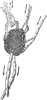 Lymph Node