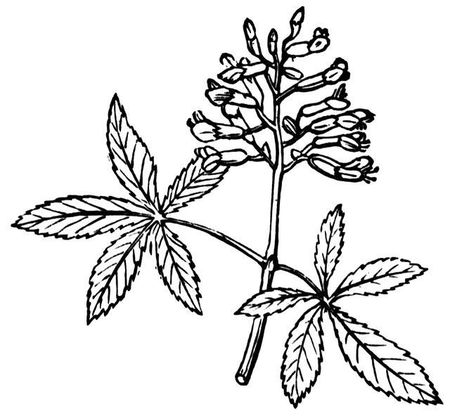 clip art buckeye leaf - photo #7