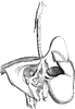 Bucket Orchid