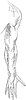 Posterior View of Cutaneous Nerves of the Arm
