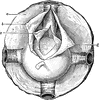 Capsule of T&eacute;non