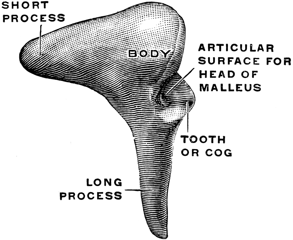 lateral-view-of-the-incus-clipart-etc