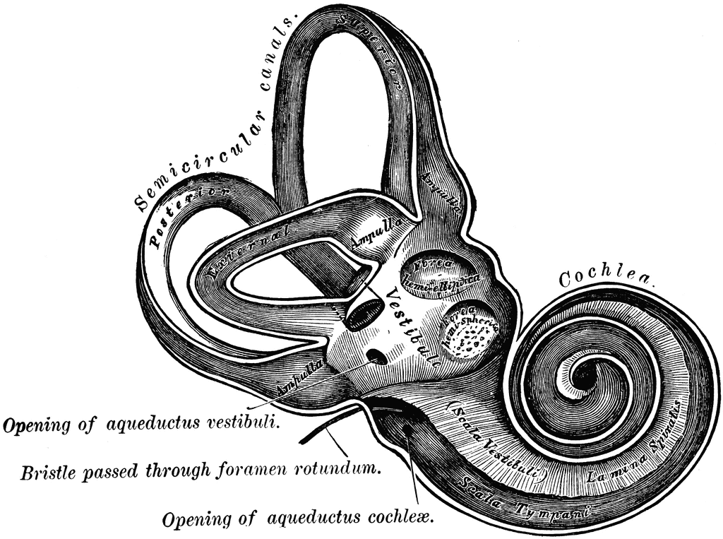 Osseous Labyrinth | ClipArt ETC