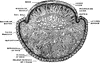 Transverse Section Through Fingernail and Finger