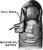 Matrix of a Fingernail