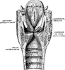Coronal Section of the Larynx