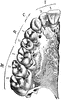 Upper Jaw with Teeth