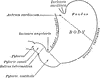 Parts of the Stomach