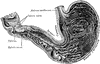 Interior of the Stomach