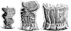 Development of the Anal Cavity