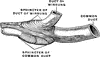 Sphincter of Bile Duct