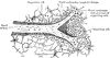 Section of the Spleen