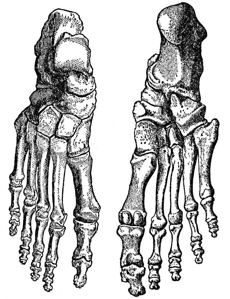 Bones of the Feet | ClipArt ETC