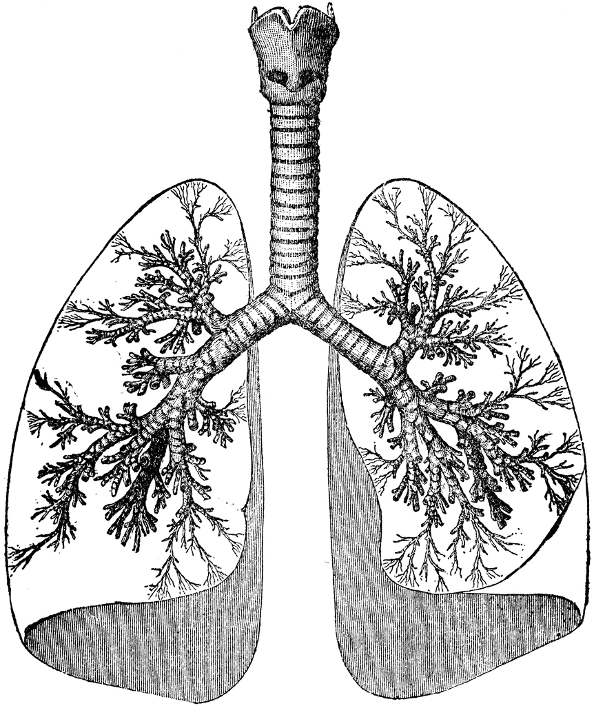 clipart human lungs - photo #47