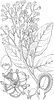 Soapberry