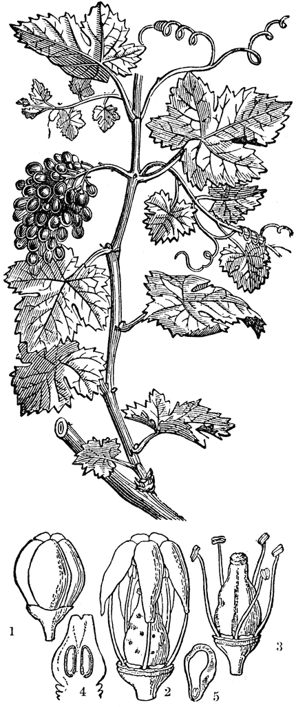 grape vine clipart. Common Grapevine