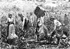 Cotton Picking
