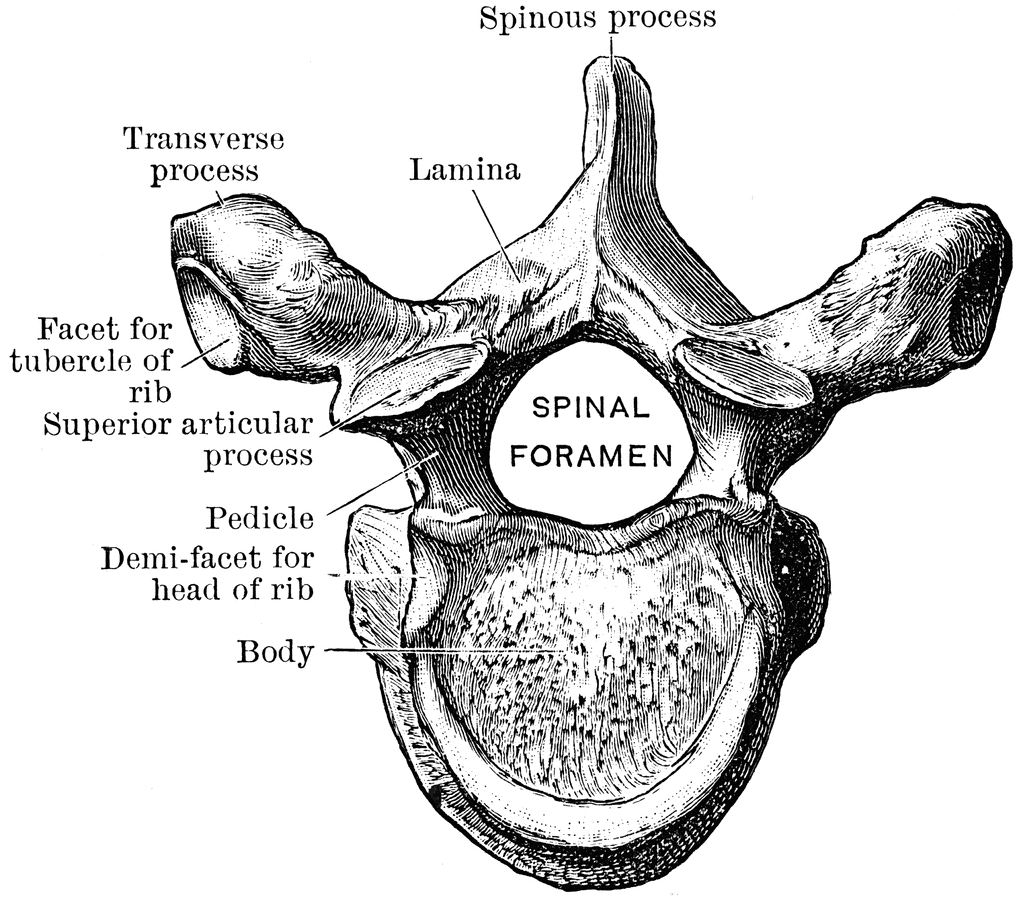 Fifth Thoracic Vertebra Viewed from Above | ClipArt ETC
