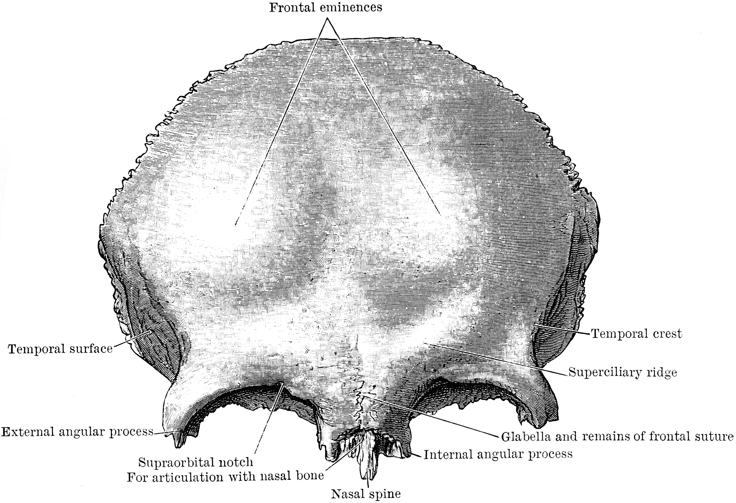 Anterior View of Frontal Bone | ClipArt ETC