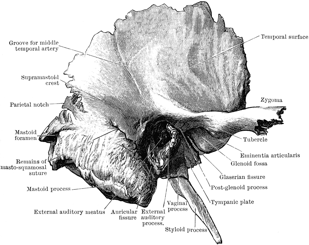 Outer Surface of the Temporal Bone | ClipArt ETC