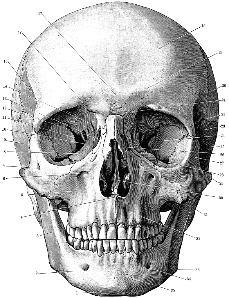 Front of the Skull | ClipArt ETC