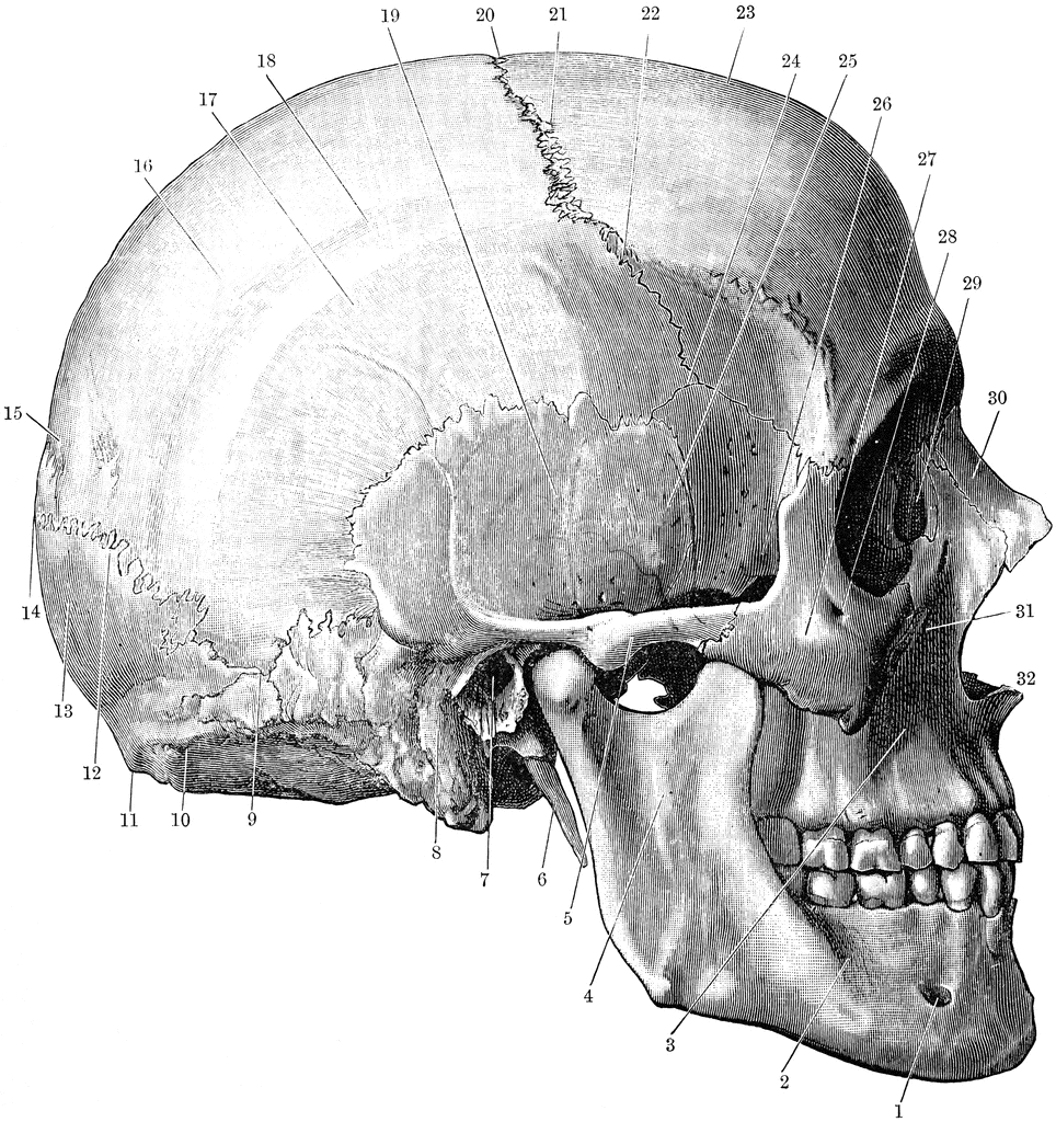 Side of the Skull | ClipArt ETC