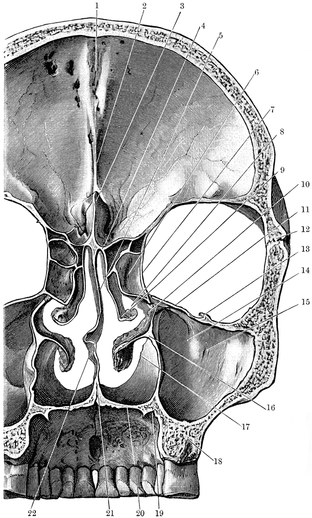Coronal Section of Skull | ClipArt ETC