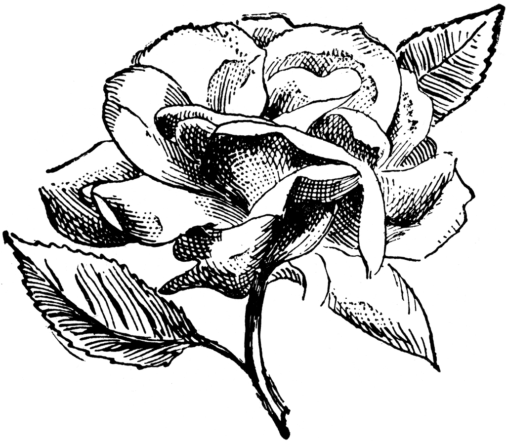flower clip art rose. To use any of the clipart