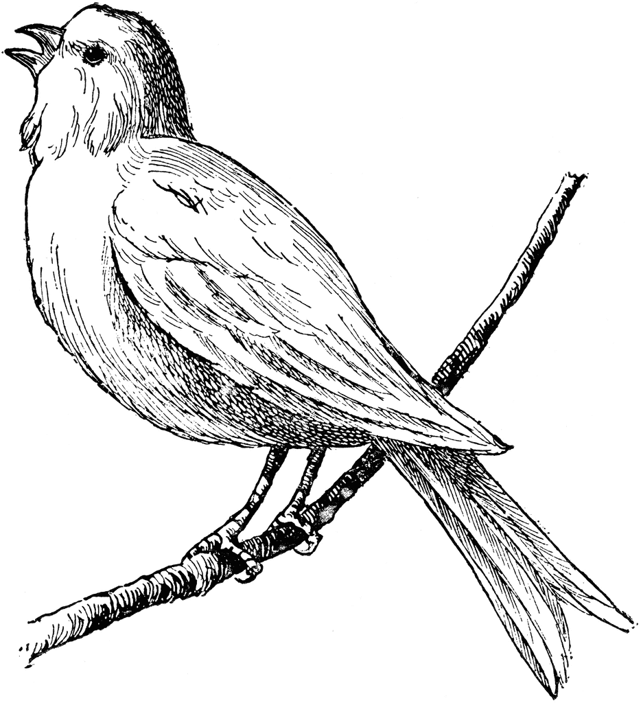 free black and white bird clipart - photo #5