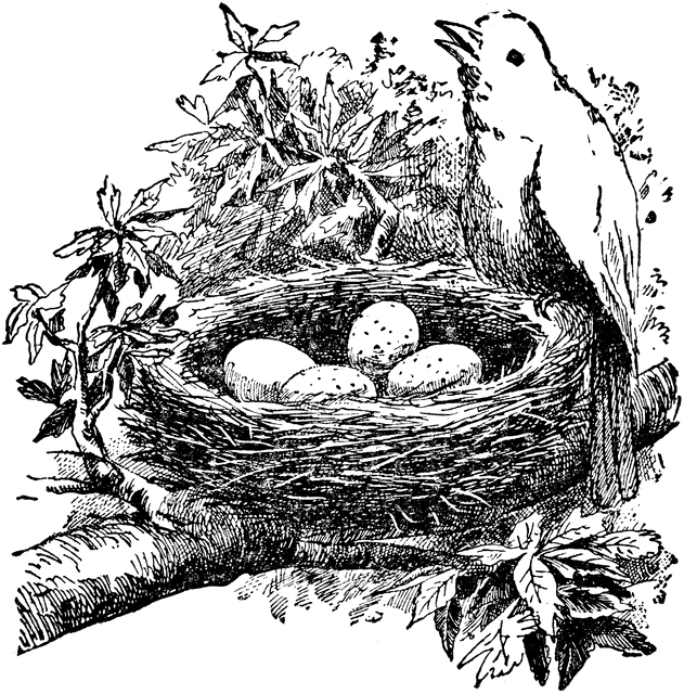 clipart birds nest eggs - photo #29