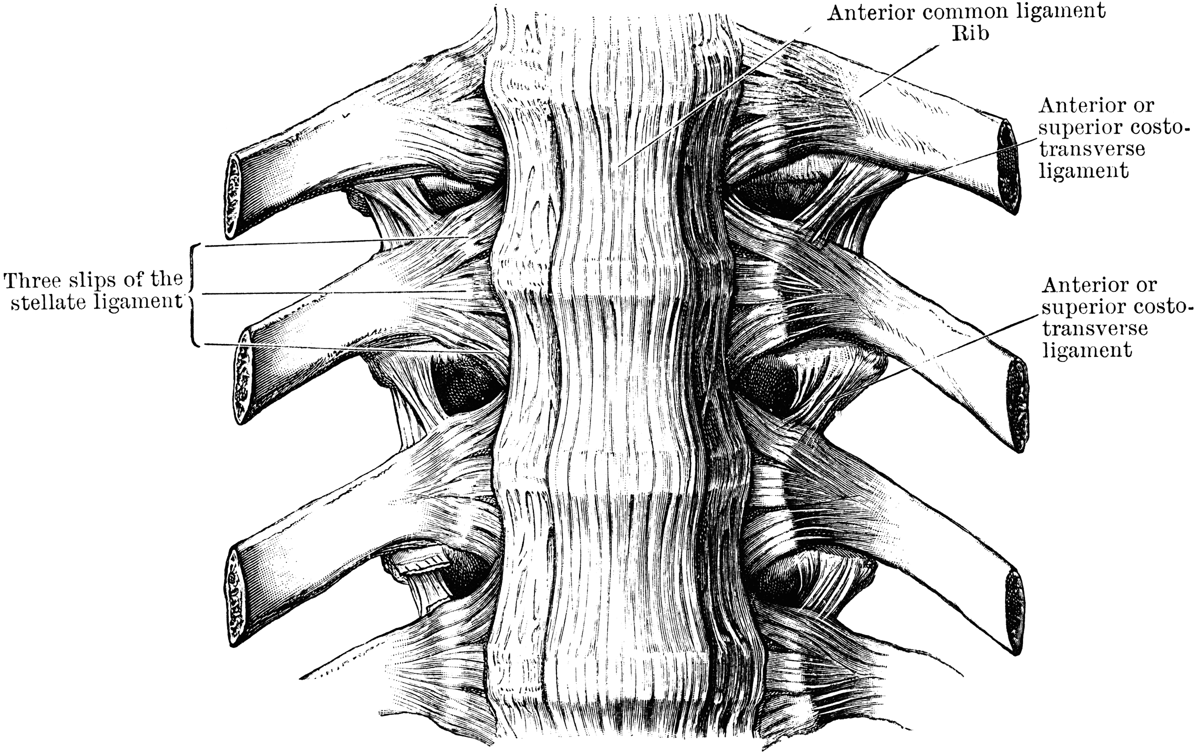 Ligaments of the Spine | ClipArt ETC