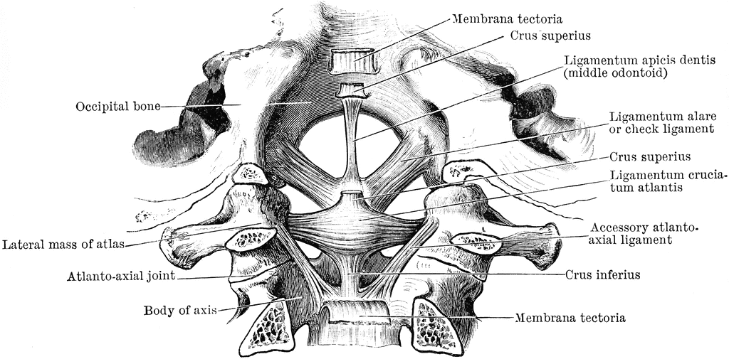 Atlas And Occipital Bone Anatomy 1179
