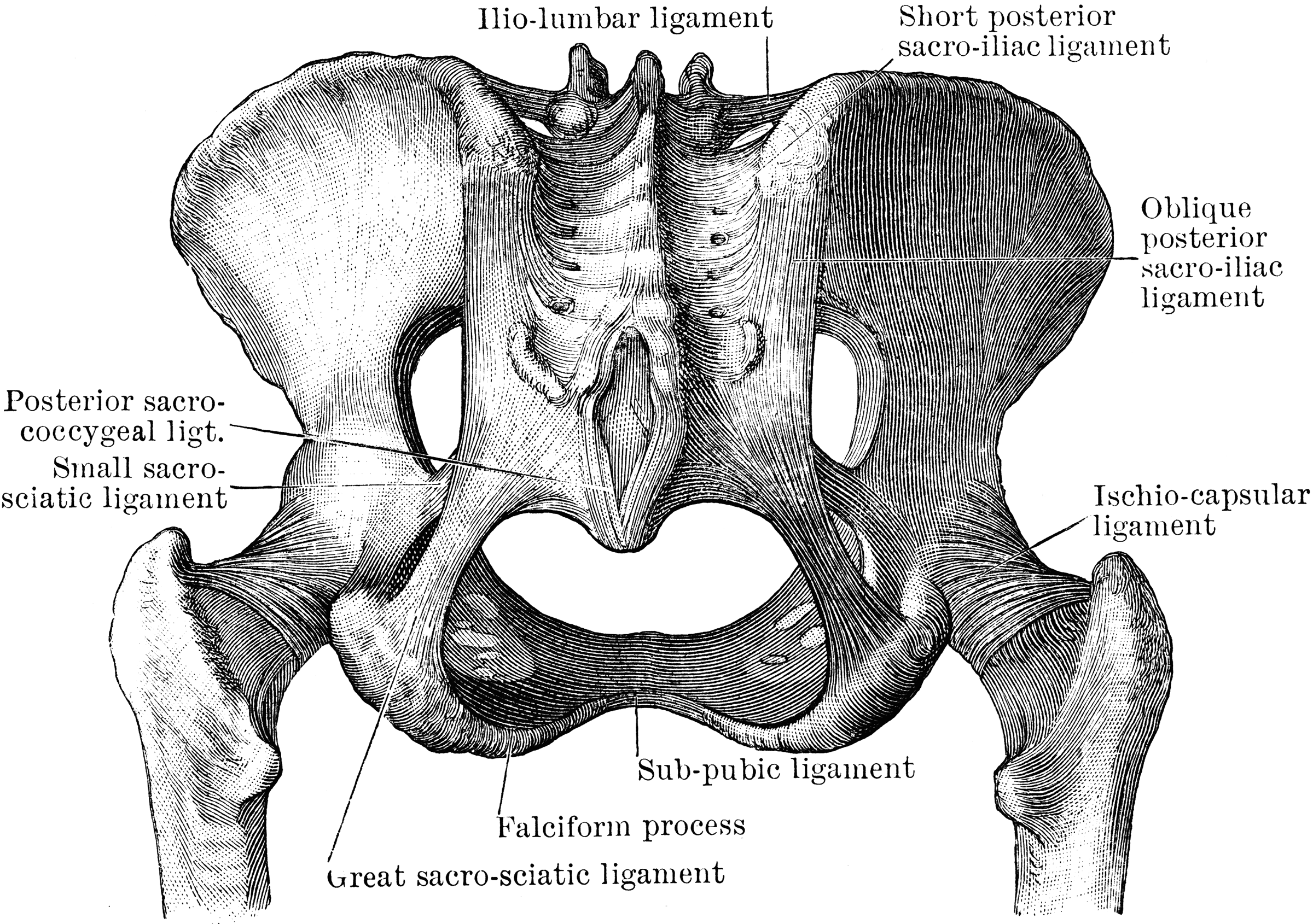 Pelvic Joints Seen from Behind | ClipArt ETC